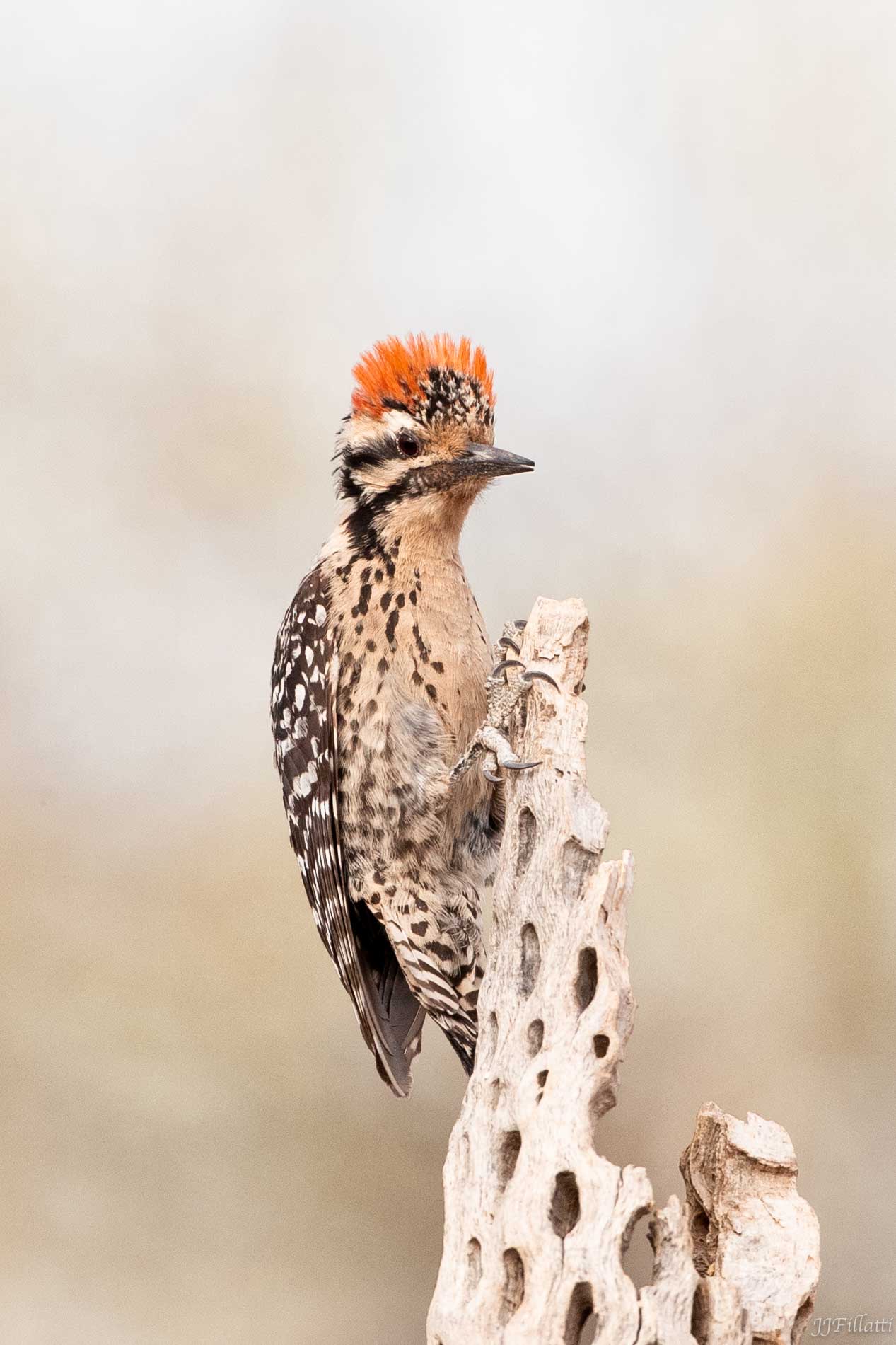 bird of arizona image 5